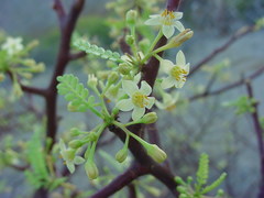 Bursera exequielii
