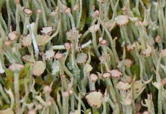 Cladonia amaurocraea