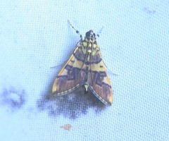 Orphanostigma