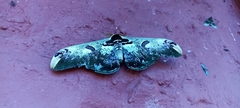 Saturnia zuleika