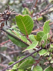 Leptosillia pistaciae