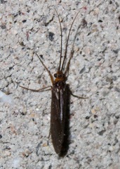 Dicosmoecinae