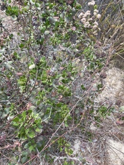 Leptosillia pistaciae