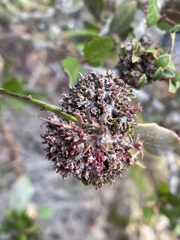 Leptosillia pistaciae