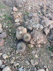 Eriosyce coimasensis