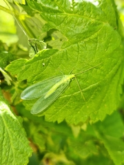 Chrysopa nigricornis