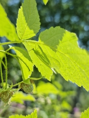 Chrysopa nigricornis