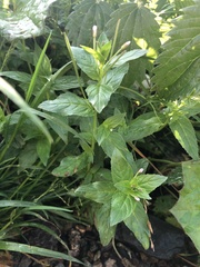 Epilobium roseum