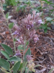 Phacelia mutabilis