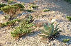 Agave sobria