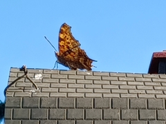 Polygonia