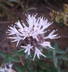 Monardella odoratissima pallida