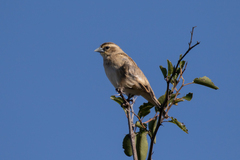 White-Winged Widowbird photo 2