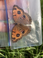 Junonia almana almana
