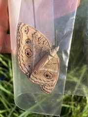 Junonia almana almana