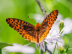Speyeria cybele pseudocarpenteri