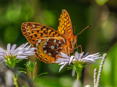Speyeria cybele pseudocarpenteri