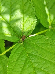 Mitopus morio