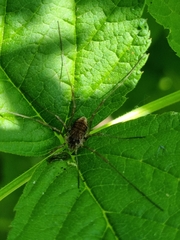 Mitopus morio