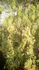 Reseda lutea