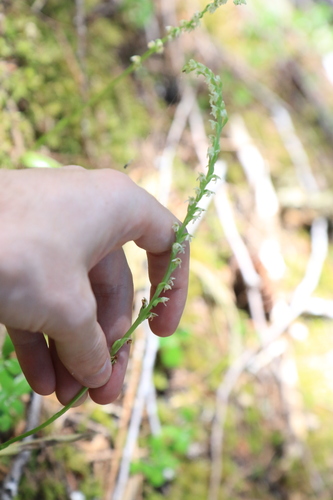 Image of Platanthera ephemerantha by no rights reserved