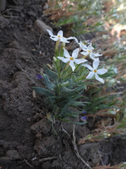Phlox stansburyi