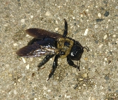 Xylocopa virginica