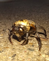 Xylocopa virginica