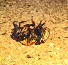 Xylocopa virginica
