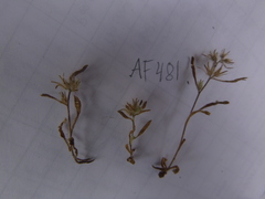 Cryptantha torreyana