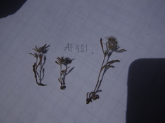 Cryptantha torreyana