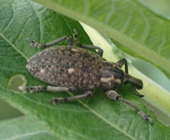 Lepyrus volgensis