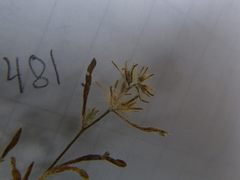 Cryptantha torreyana