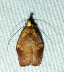 Gonionota
