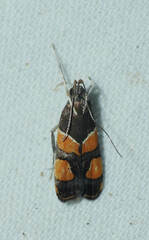 Helcystogramma luminosa