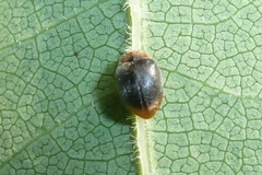 Scymnus ferrugatus