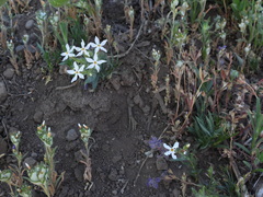 Phlox stansburyi