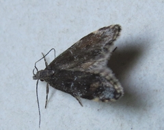 Eido trimaculella