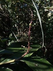 Alpinia formosana