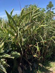 Alpinia formosana