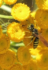 Philanthus gibbosus