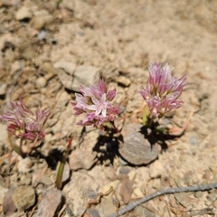 Allium crenulatum