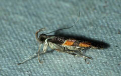 Helcystogramma luminosa