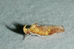 Gonionota