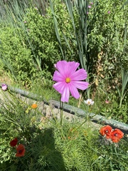 Cosmos bipinnatus