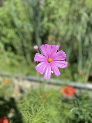 Cosmos bipinnatus