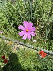 Cosmos bipinnatus