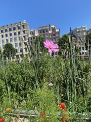 Cosmos bipinnatus
