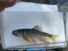 Opsariichthys evolans