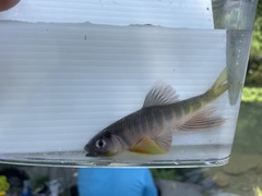 Opsariichthys evolans